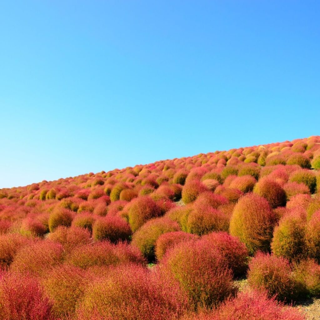 22年最新版 ネモフィラで有名な茨城 国営ひたち海浜公園の見どころをご紹介
